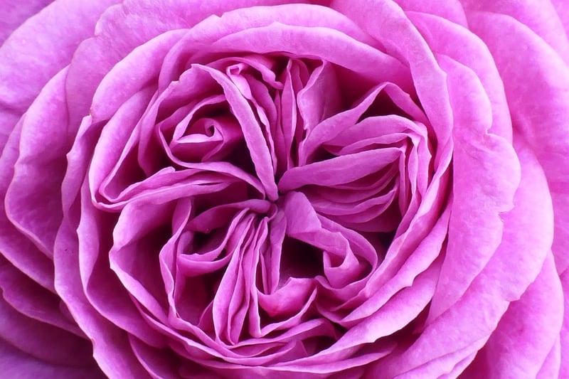 Blooming Flowers