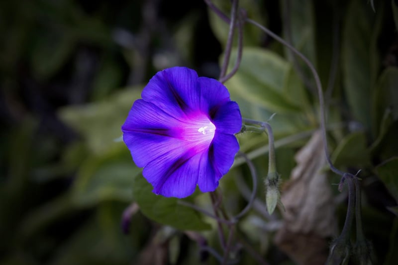 Moonflower
